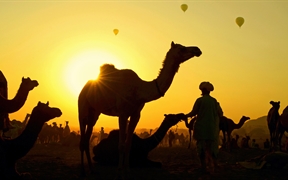 印度拉贾斯坦邦 ，普什卡骆驼节上的骆驼与牧民