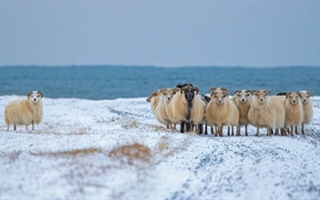 冰岛羊 