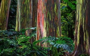 毛伊岛 ，哈纳公路沿线的彩虹桉树