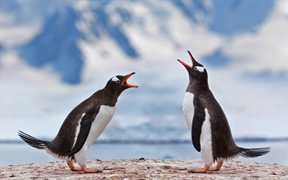 南极洲 ，正在宣泄不满的两只巴布亚企鹅