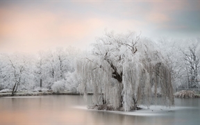 池塘边结了冰的树 