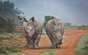 南非 ，阿姆哈拉禁猎区的两只犀牛和一只啄牛鸟