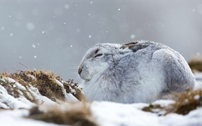 英国苏格兰凯恩戈姆斯山脉 ，一只在暴风雪中蜷缩着的雪兔
