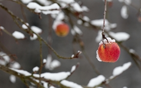 一枚红苹果挂在被大雪压断的树枝上 