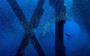 加利福尼亚 ，一只勃兰特鸬鹚在洛杉矶海岸石油钻塔下的一群太平洋鲭鱼中觅食