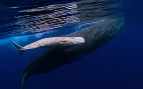 在葡萄牙海岸游泳的抹香鲸妈妈和患白化病的抹香鲸宝宝 