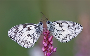 法国阿尔萨斯 ，一对加勒白眼蝶落在花上
