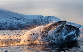 北挪威特罗姆瑟 ，克瓦尔岛海岸以鲱鱼为食的座头鲸