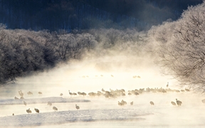日本北海道 ，薄雾笼罩的河流中的丹顶鹤