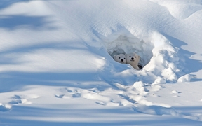 加拿大马尼托巴 ，瓦普斯克国家公园内向洞穴外张望的北极熊幼崽