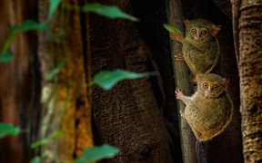 印度尼西亚Tangkoko Batuangus自...，榕树上的幽灵眼镜猴