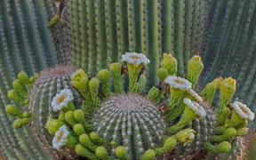 亚利桑那 ，科罗纳多国家森林里的巨柱仙人掌花