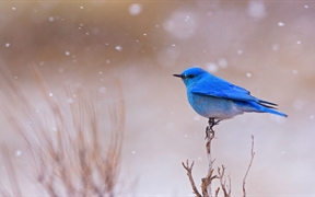 怀俄明州 ，黄石国家公园里的一只雄性山地蓝知更鸟