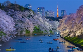 日本东京 ，以东京塔为背景皇宫附近盛开的樱花