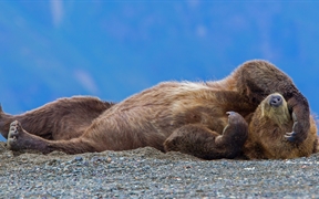 阿拉斯加库克湾 ，克拉克湖国家公园中一只休憩的灰熊幼崽
