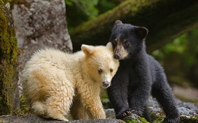 加拿大 ，大熊雨林中一只柯莫德熊幼崽跟它的同胞挤在一起