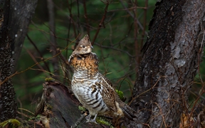 加拿大安大略省 ，阿尔冈金省立公园中一只正在树枝上休息的披肩鸡 