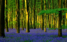 英国汉普郡 ，Micheldever Wood的蓝铃花
