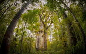 新西兰北地 ，怀波瓦森林中一棵名为Te Matua Ngahere的巨型贝壳杉树 