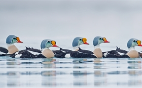 挪威特罗姆斯-芬马克郡 ，正在游水的雄性王绒鸭