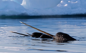 加拿大努纳武特 ，巴芬岛附近的一群独角鲸