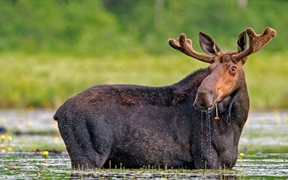 缅因州米利诺基特 ，一只正在吃着百合花的驼鹿