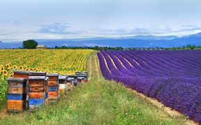 法国普罗旺斯 ，薰衣草田和蜂箱旁的向日葵地