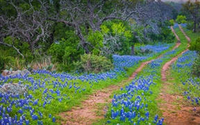 德克萨斯州 ，印克斯湖国家公园中的德克萨斯矢车菊