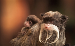 一只带着幼崽的长胡子皇狨猴 