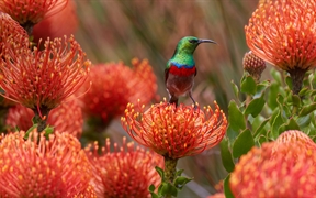 南非开普敦 ，伯斯国家植物园针垫花上的一只雄性南方双领太阳鸟