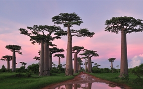 马达加斯加 ，穆龙达瓦附近的格兰迪尔猴面包树林