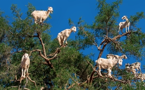 摩洛哥 ，索维拉附近摩洛哥坚果树上的山羊
