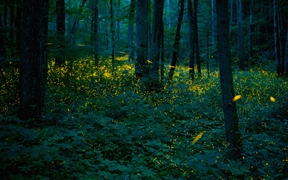 同步发光萤火虫照亮了大烟山国家公园中的森林 