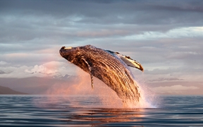 阿拉斯加 ，北太平洋弗雷德里克海峡中的座头鲸冲出海面