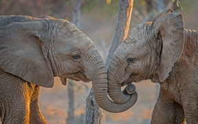南非卡帕马私人野生动物保护区的大象 
