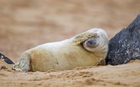 英国Blakeney Point自然保护区 ，在沙滩上休息的灰海豹幼崽