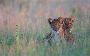 博茨瓦纳卡拉哈里沙漠 ，藏在高高的草丛中的狮子幼崽