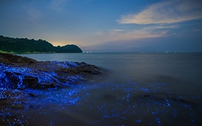 日本 ，冈山沿岸的发光海洋萤火虫