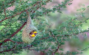 马哈拉施特拉邦 ，浦那的黄胸织布鸟鸟巢