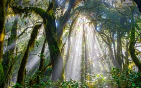 西班牙戈梅拉岛 ，阳光穿透加拉霍奈国家公园中的森林