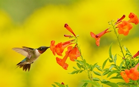 德克萨斯州丘陵地 ，在食用黄钟花的红喉北蜂鸟