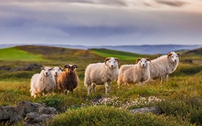为圈羊节准备的冰岛羊 