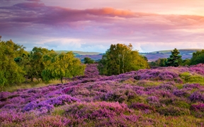 英国多塞特郡 ，斯塔德兰附近荒野上丛生的紫色和粉红色帚石楠