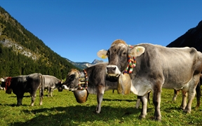 奥地利坦海姆塔尔 ，为牛下山节（即把牛从高山牧场赶回）装饰的牛