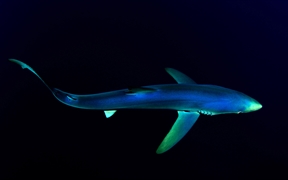 北大西洋亚速尔群岛附近的大青鲨 