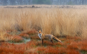 荷兰 ，赤狐