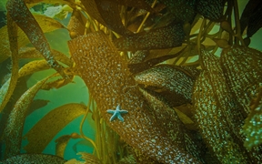 在加州海岸海藻上的赭色海星 
