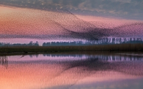 荷兰 ，Lauwersmeer国家公园上空的椋鸟群