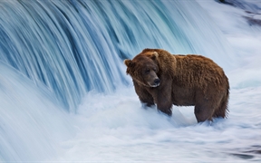 阿拉斯加卡特迈国家公园 ，布鲁克斯河中的棕熊