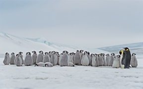 南极 ，栖息在斯诺希尔岛的成年帝企鹅和幼崽